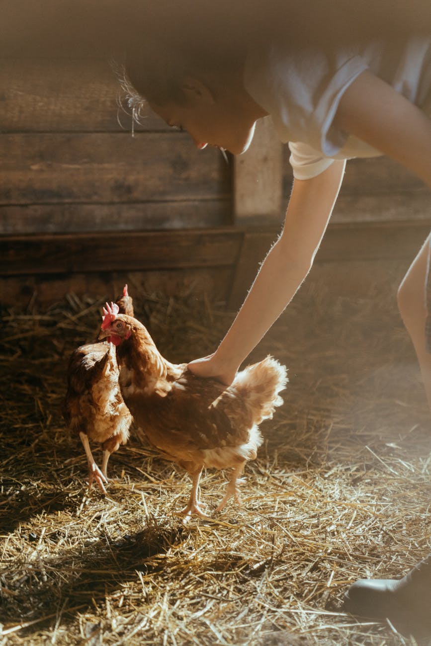 Kippen houden voor eieren en vlees op de homestead